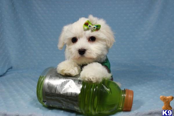 lvpuppyheaven Picture 3